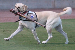 Carolina Canine's Titus The Bat Dog
